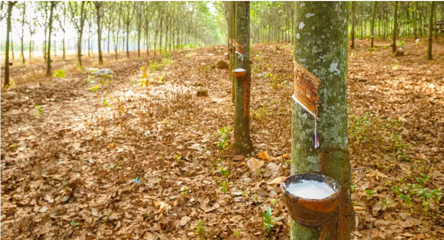 Produtores de borracha operam no prejuízo e alertam para crise no setor